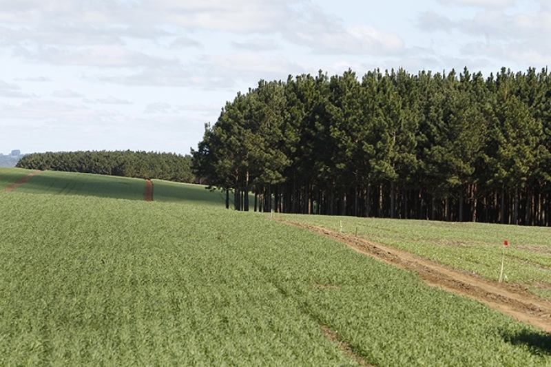 (foto: Rodolfo Buhrer/Embrapa Florestas)